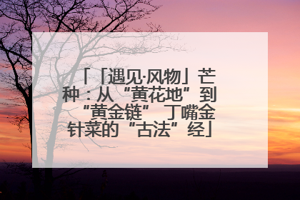 「遇见·风物」芒种：从“黄花地”到“黄金链” 丁嘴金针菜的“古法”经