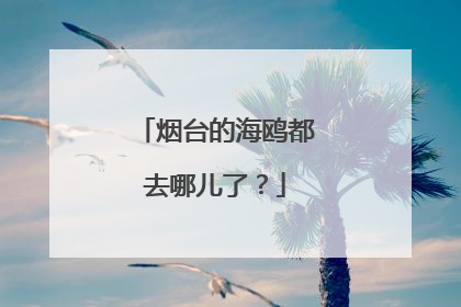 烟台的海鸥都去哪儿了？