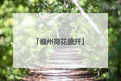 福州荷花盛开