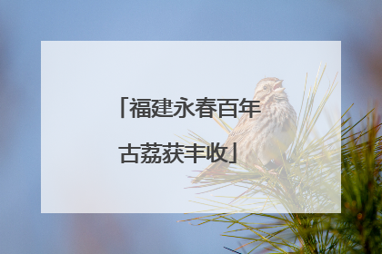 福建永春百年古荔获丰收