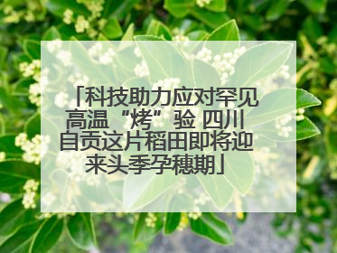 科技助力应对罕见高温“烤”验 四川自贡这片稻田即将迎来头季孕穗期