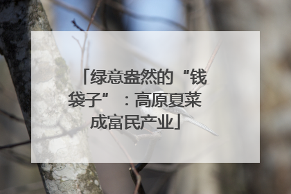 绿意盎然的“钱袋子”：高原夏菜成富民产业