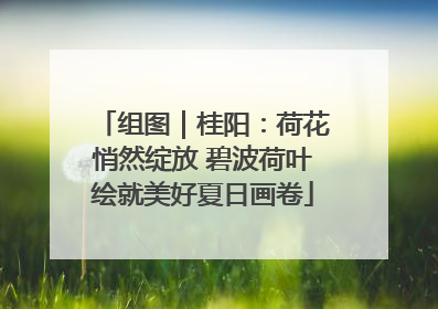 组图｜桂阳：荷花悄然绽放 碧波荷叶绘就美好夏日画卷
