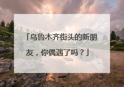 乌鲁木齐街头的新朋友，你偶遇了吗？