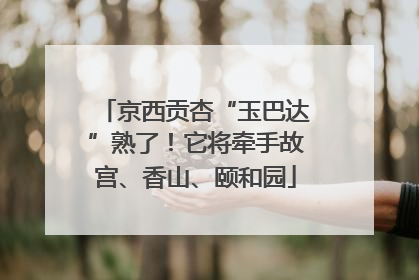 京西贡杏“玉巴达”熟了！它将牵手故宫、香山、颐和园