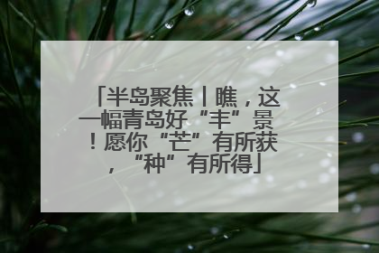 半岛聚焦丨瞧，这一幅青岛好“丰”景！愿你“芒”有所获，“种”有所得