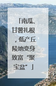 南瓜、甘薯扎根，低产丘陵地变身致富“聚宝盆”