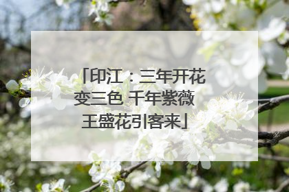 印江：三年开花变三色 千年紫薇王盛花引客来