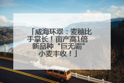 威海环翠：麦穗比手掌长！亩产高1倍 新品种“巨无霸”小麦丰收！