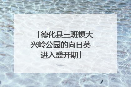 德化县三班镇大兴岭公园的向日葵进入盛开期