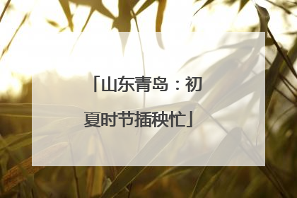 山东青岛：初夏时节插秧忙