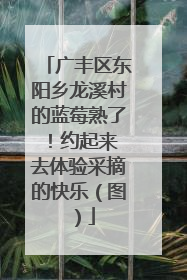 广丰区东阳乡龙溪村的蓝莓熟了！约起来 去体验采摘的快乐（图）