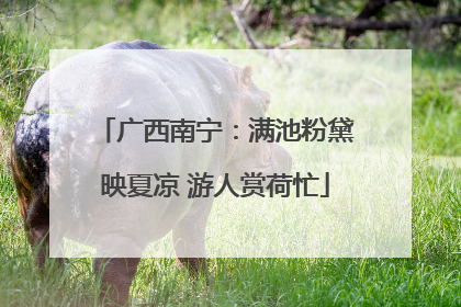 广西南宁：满池粉黛映夏凉 游人赏荷忙