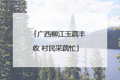 广西柳江玉藕丰收 村民采藕忙