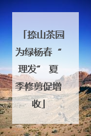 捺山茶园为绿杨春“理发” 夏季修剪促增收