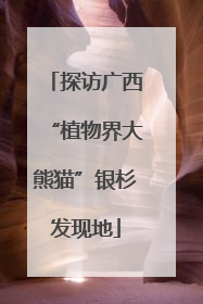 探访广西“植物界大熊猫”银杉发现地