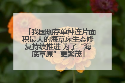 我国现存单种连片面积最大的海草床生态修复持续推进 为了“海底草原”更繁茂