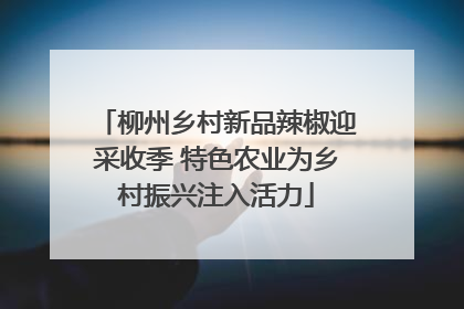 柳州乡村新品辣椒迎采收季 特色农业为乡村振兴注入活力