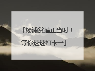 杨浦赏莲正当时！等你速速打卡→