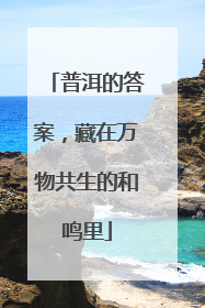 普洱的答案，藏在万物共生的和鸣里