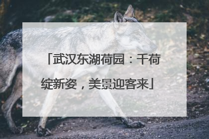 武汉东湖荷园：千荷绽新姿，美景迎客来
