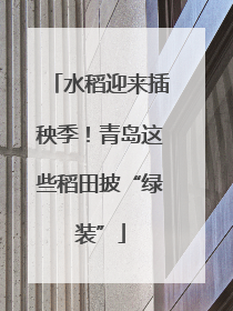 水稻迎来插秧季！青岛这些稻田披“绿装”