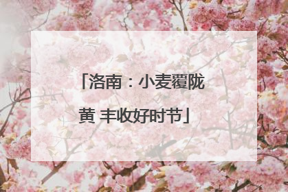 洛南：小麦覆陇黄 丰收好时节