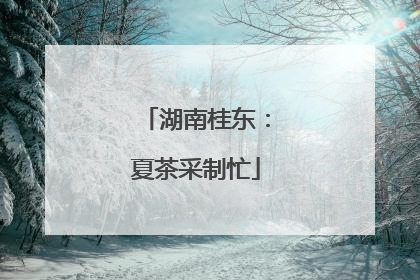 湖南桂东：夏茶采制忙