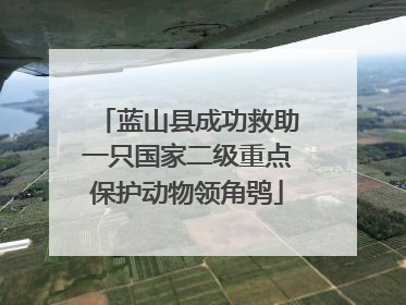 蓝山县成功救助一只国家二级重点保护动物领角鸮
