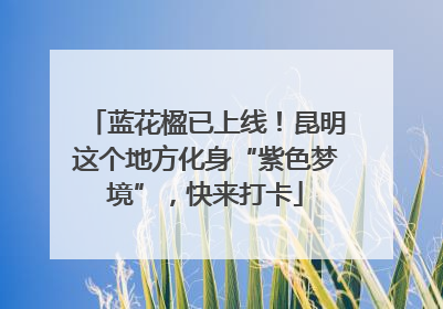 蓝花楹已上线！昆明这个地方化身“紫色梦境”，快来打卡