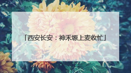 西安长安：神禾塬上麦收忙