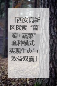 西安高新区探索“葡萄+蔬菜”套种模式 实现生态与效益双赢