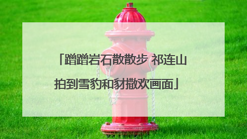 蹭蹭岩石散散步 祁连山拍到雪豹和豺撒欢画面