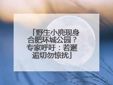 野生小麂现身合肥环城公园？专家呼吁：若邂逅切勿惊扰