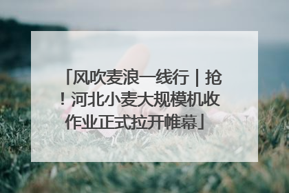 风吹麦浪一线行｜抢！河北小麦大规模机收作业正式拉开帷幕