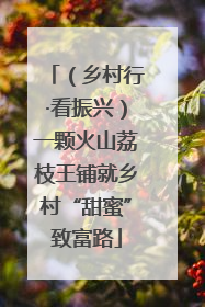（乡村行·看振兴）一颗火山荔枝王铺就乡村“甜蜜”致富路